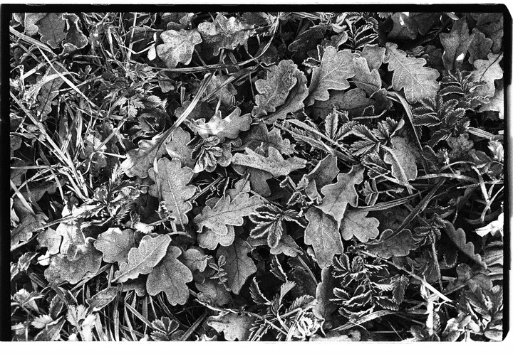 Frost covers fallen oak leaves and blades of grass on the ground.