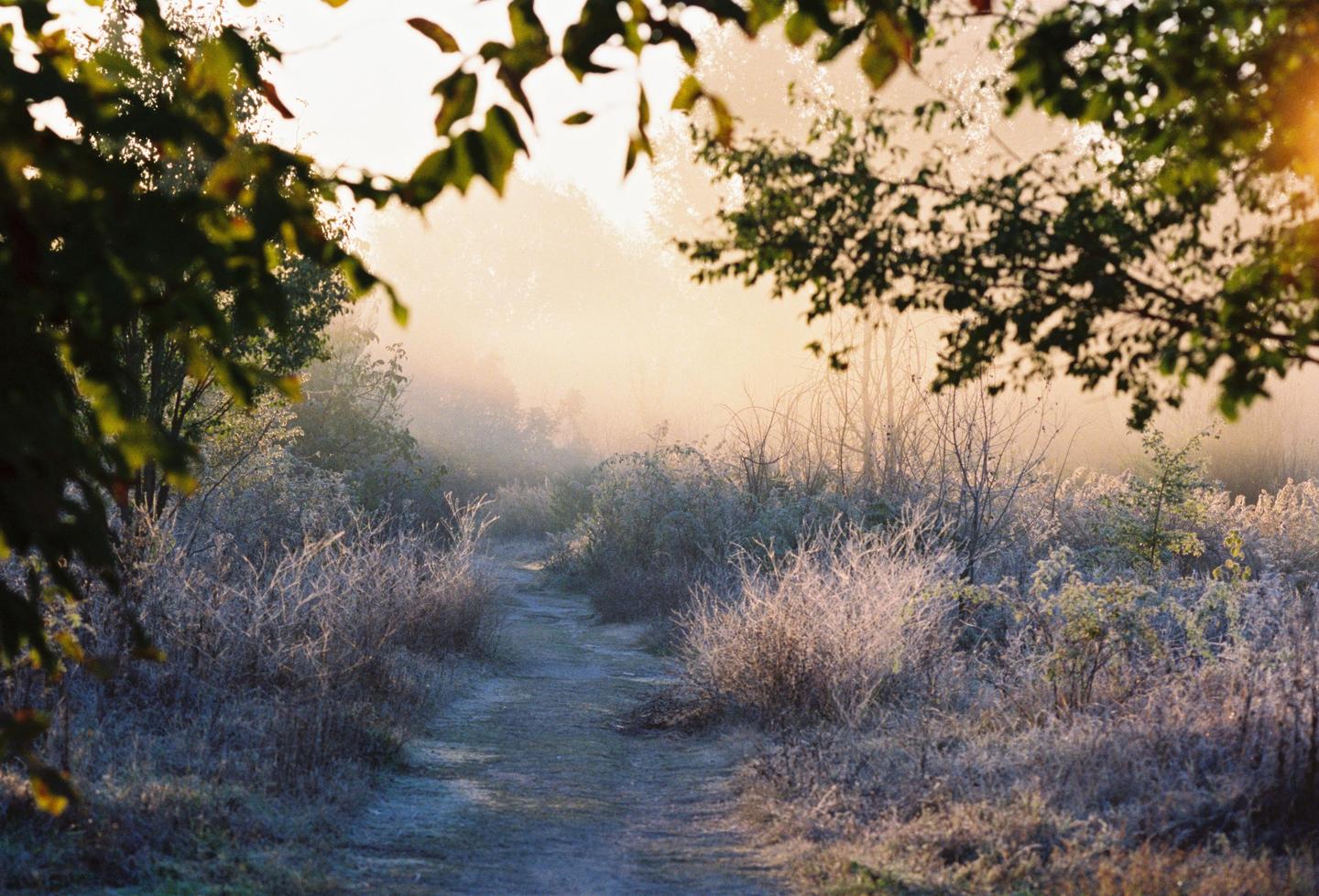 A path leads through a hazy, frosted landscape with trees and bushes.