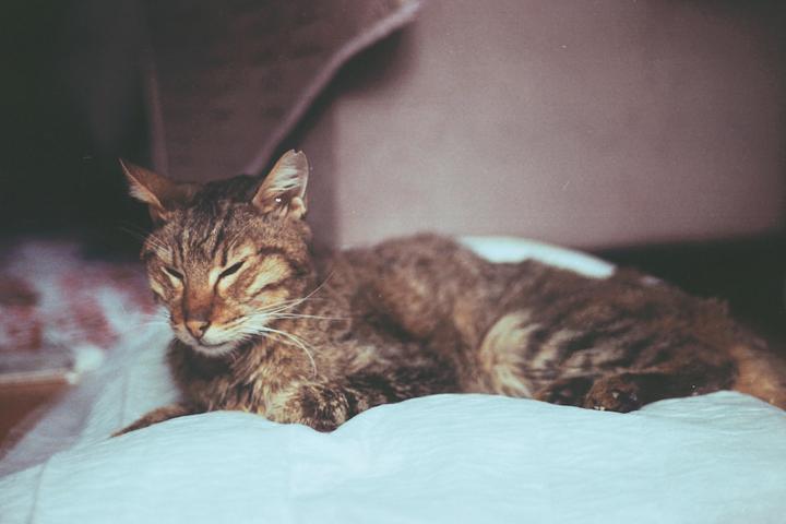 A tabby cat with closed eyes rests on a white blanket.