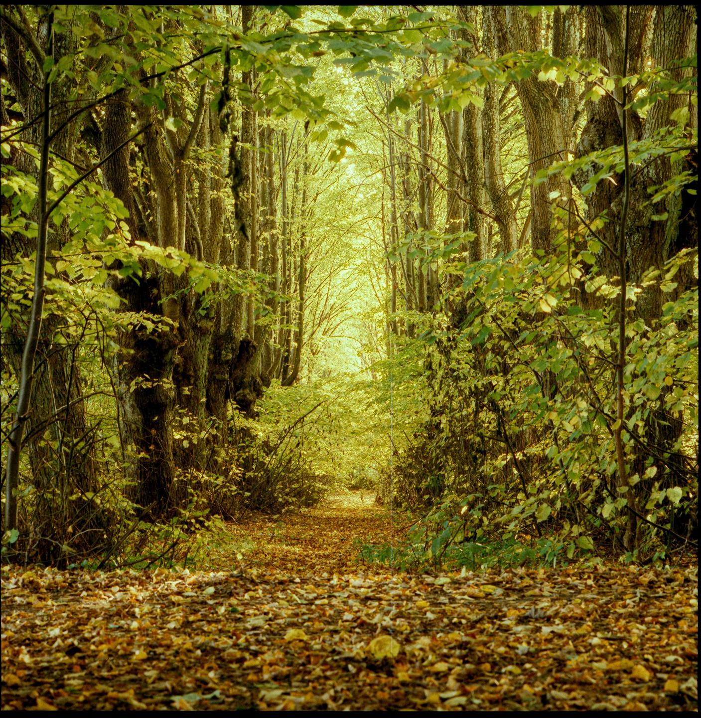 A path covered in autumn leaves leads through a forest with tall trees and green foliage.