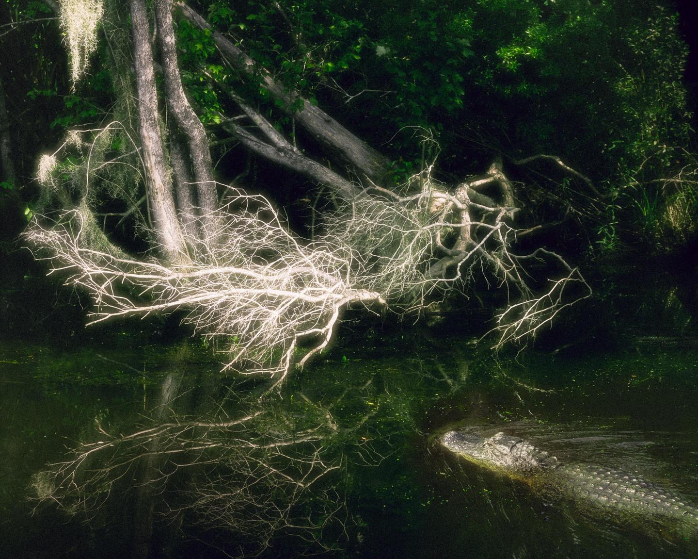 An alligator swims in dark water with bare tree branches reflected on the surface.