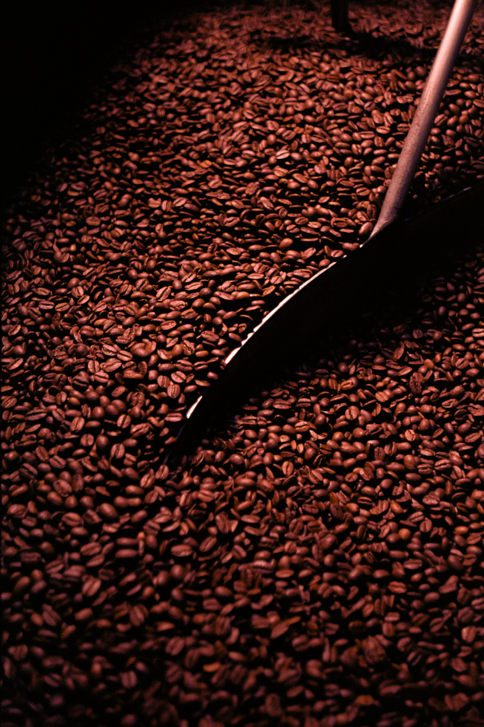A metal scoop is partially submerged in a pile of roasted coffee beans.
