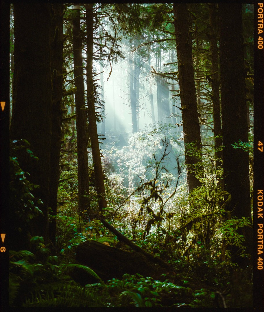 They've Come To Take Me · Mamiya 7ii 80MM · Kodak Portra 400, tagged woodland