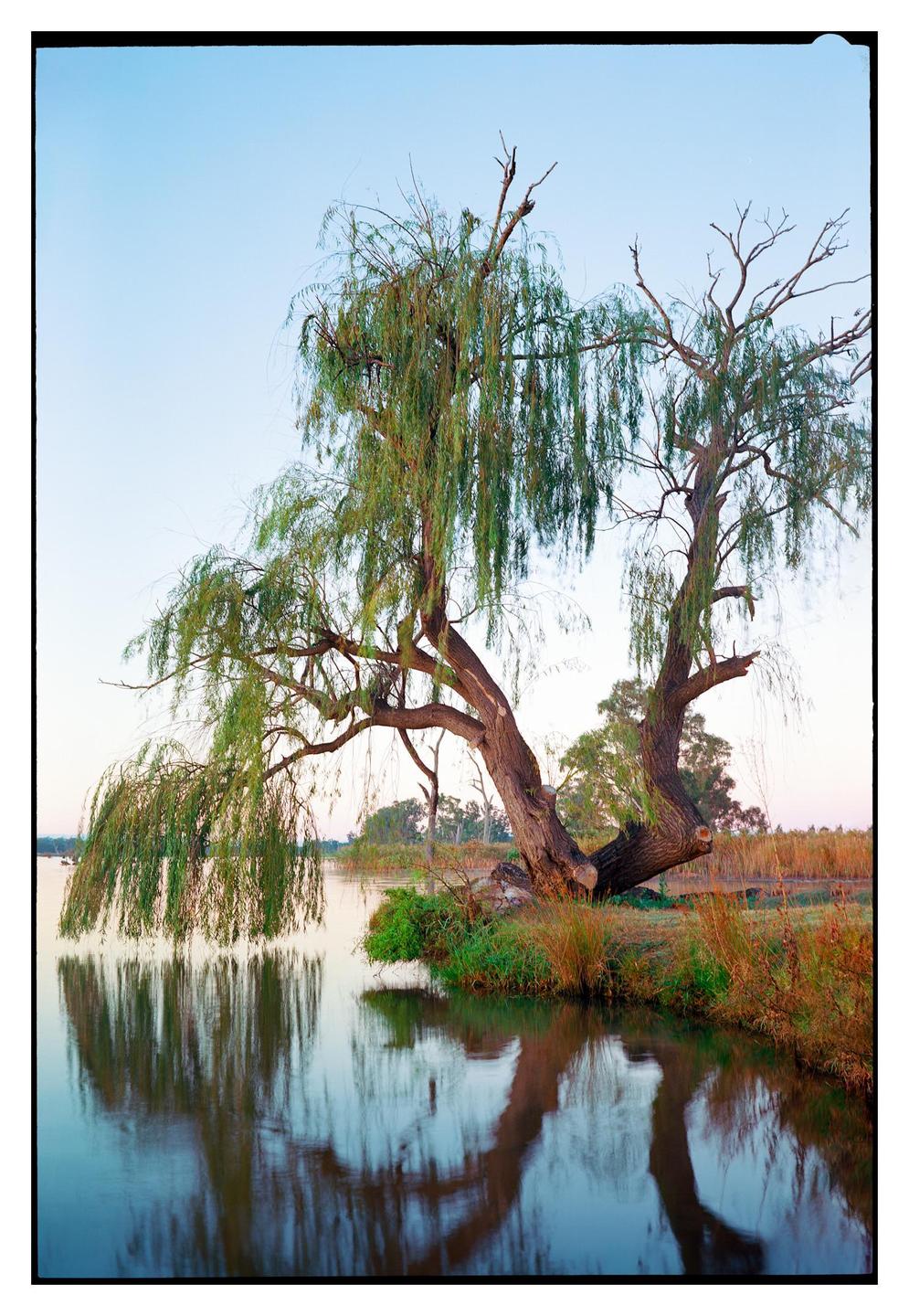 A large willow tree with long branches hangs over a body of water, reflecting its image on the surface.