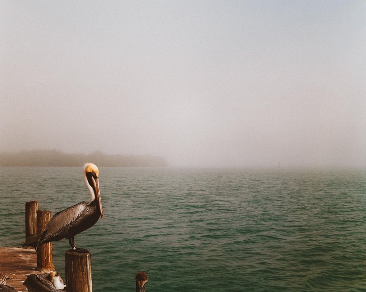 A pelican stands on a wooden post on a foggy body of water with land visible in the distance.