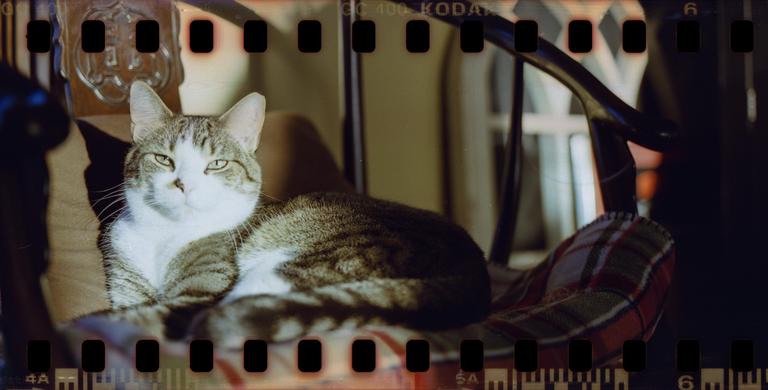 A tabby cat with white fur is resting on a plaid cushion in a chair.