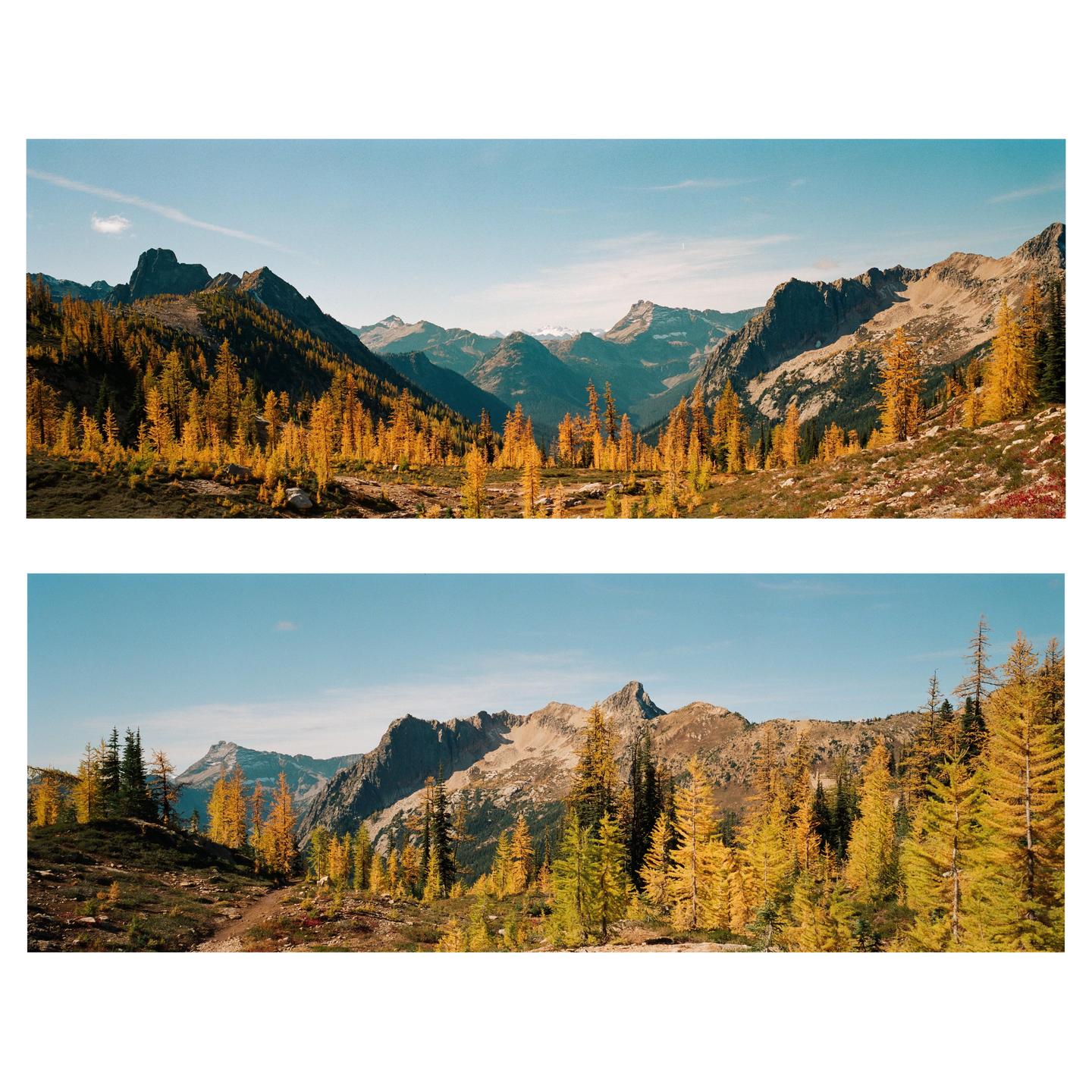 Two panoramic images show a mountain landscape with golden larch trees under a clear sky.