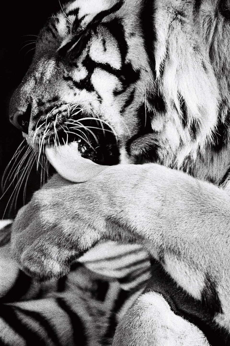 A tiger licks its paw, with its tongue visible.