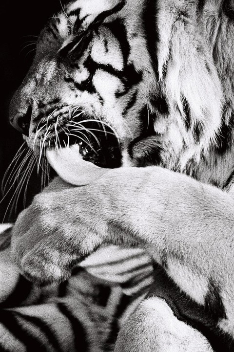 A tiger licks its paw, with its tongue visible.