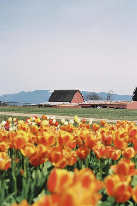 A field of orange and yellow tulips is in the foreground with a red barn and mountains in the background.