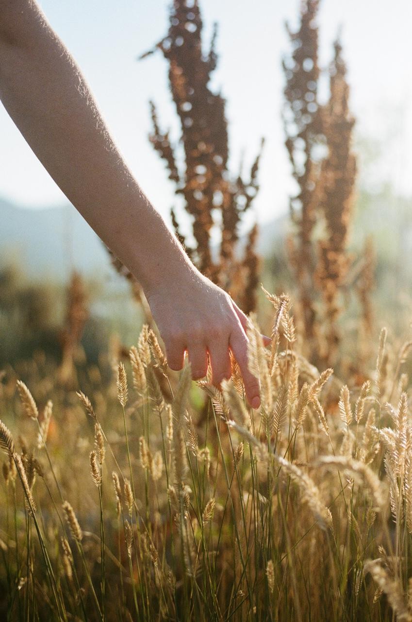 A woman's arm and hand reach into a field of golden grain.