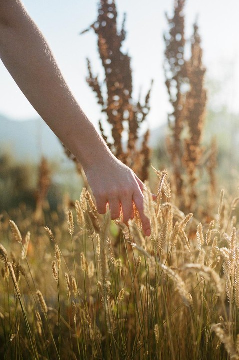 A woman's arm and hand reach into a field of golden grain.