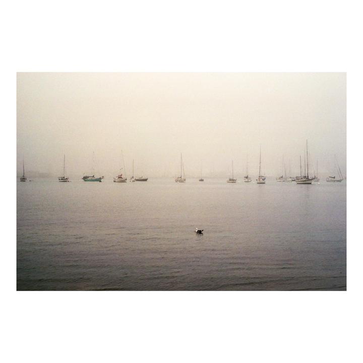 A seagull floats on the water in front of many sailboats on a hazy day.