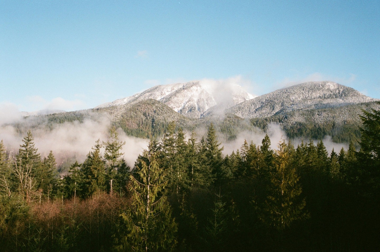 A forest of evergreen trees sits in front of a snow-capped mountain range partially obscured by fog.