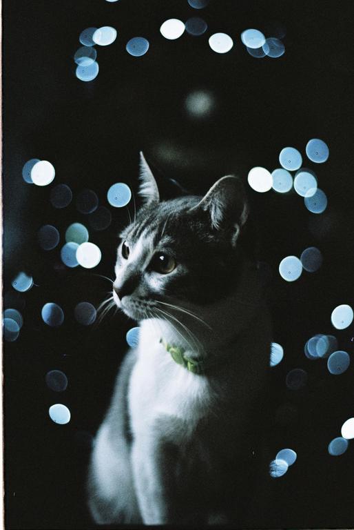 A cat with a green collar is looking to the left, surrounded by blue and white bokeh lights on a dark background.
