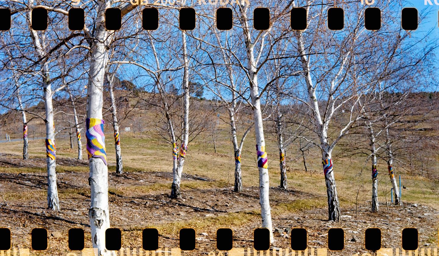 A grove of white-barked trees with colorful knitted wraps around their trunks stands on a grassy hillside under a clear blue sky.