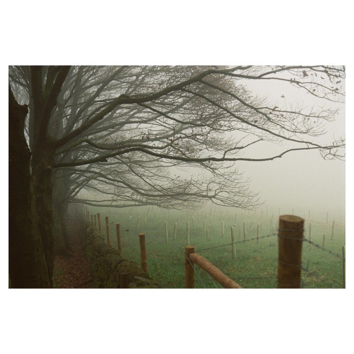 Bare trees with gnarled branches hang over a stone wall next to a field with a wire fence on a foggy day.