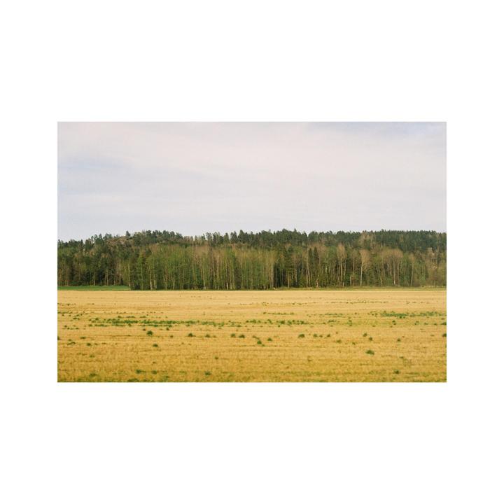 A field of golden crops stretches towards a line of trees under a pale sky.