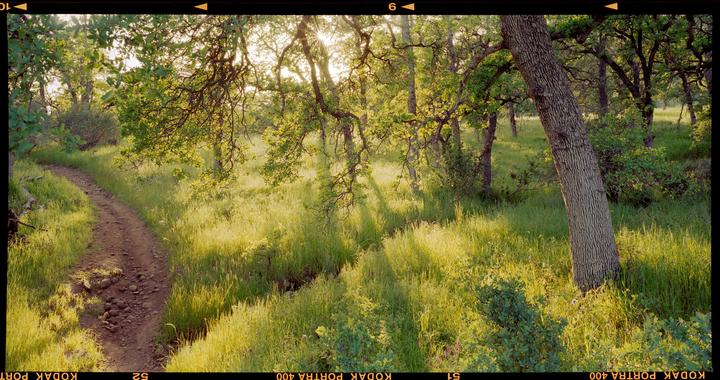 A dirt path winds through a sunlit forest with tall green grass and trees.