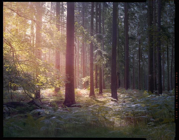 Sunlight streams through tall trees and illuminates ferns on the forest floor.