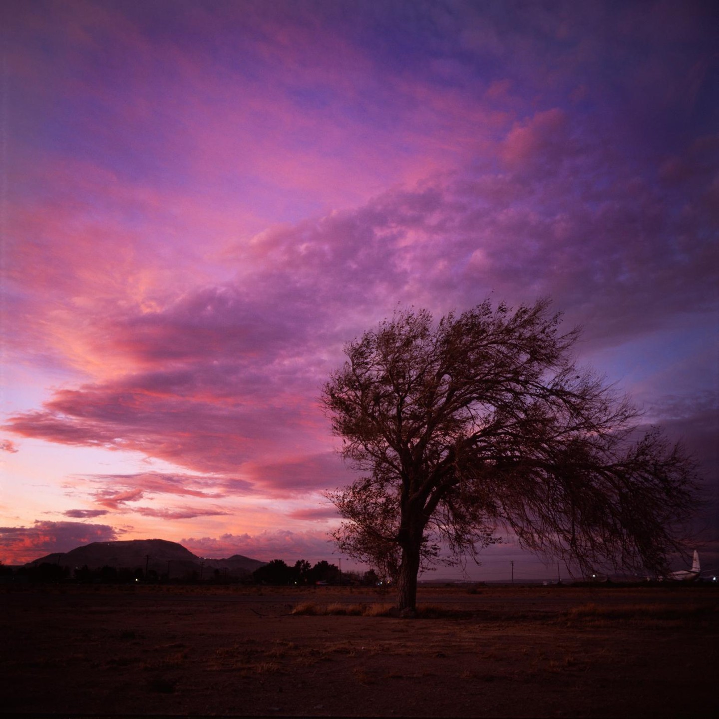 A windswept tree stands in a field under a vibrant purple and pink sunset sky.