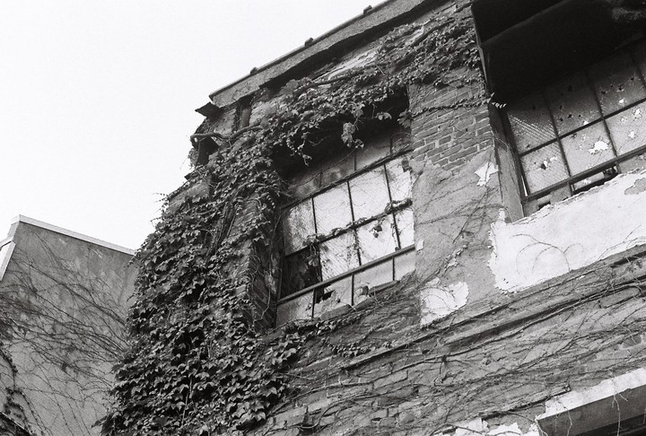 Ivy grows on the brick wall of an old building with broken windows.