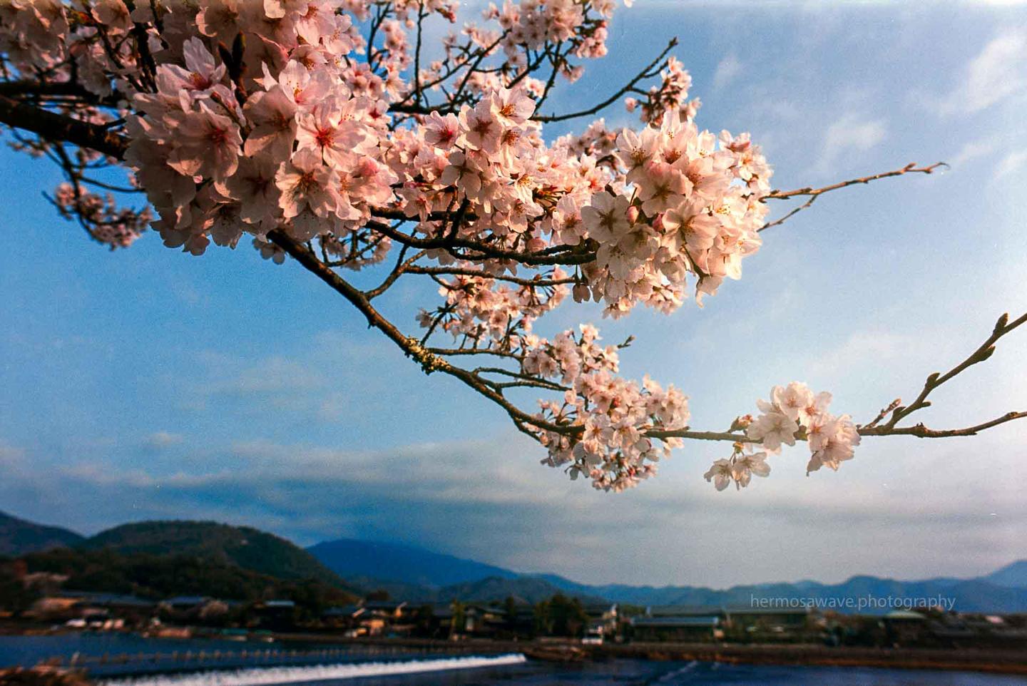 Cherry blossoms hang over a river with mountains and buildings in the background.