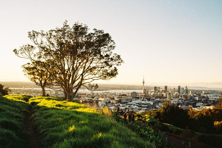 A large tree stands on a grassy hill overlooking a city skyline and water at sunset.