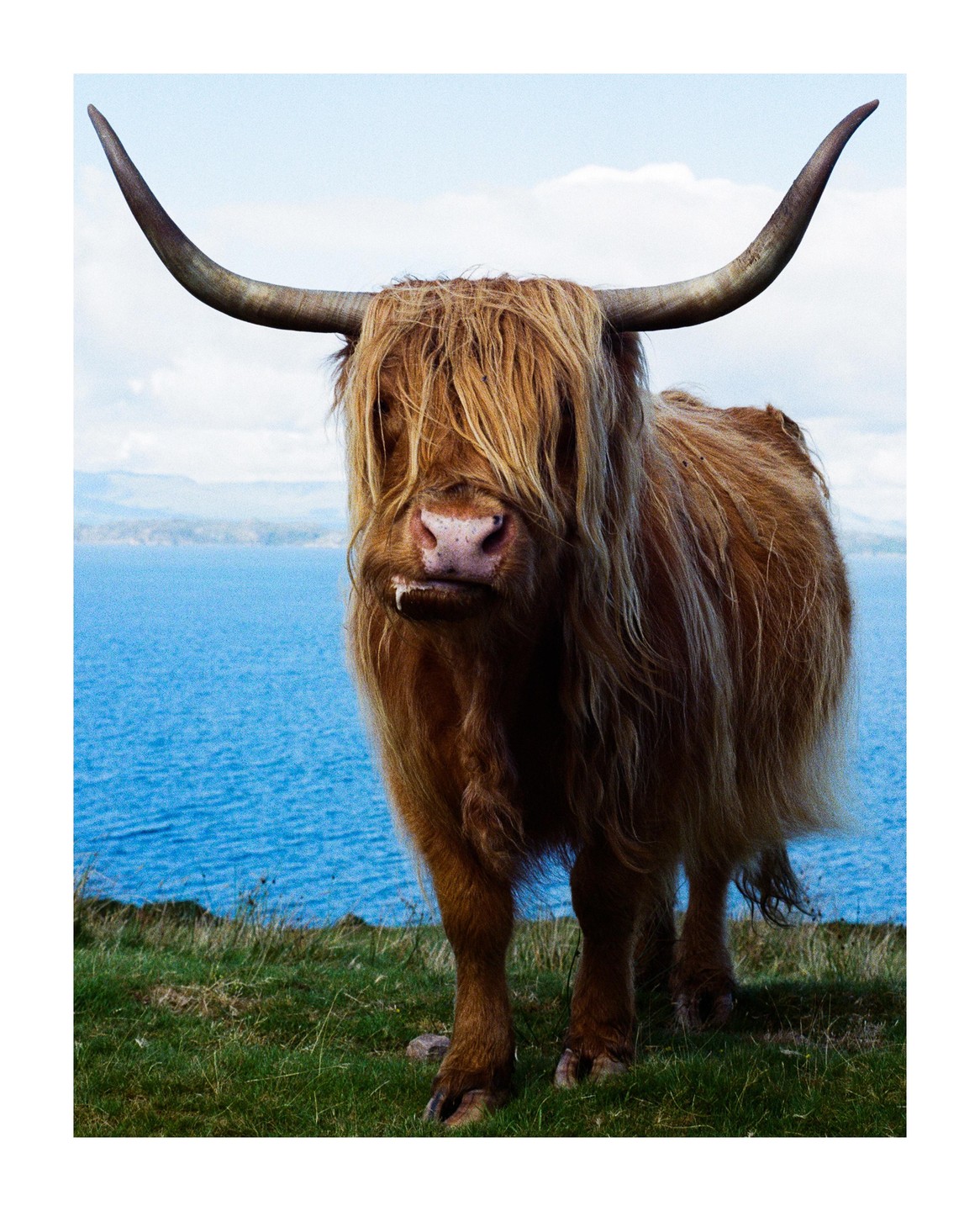 A highland cow with long horns and shaggy fur stands on a grassy hill overlooking a body of water.