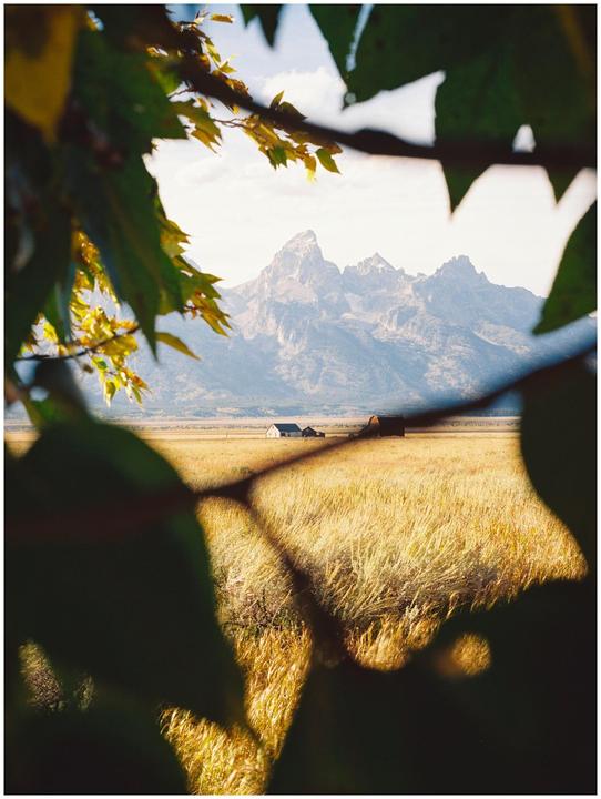 A field of tall grass with a distant mountain range and buildings is framed by dark leaves.