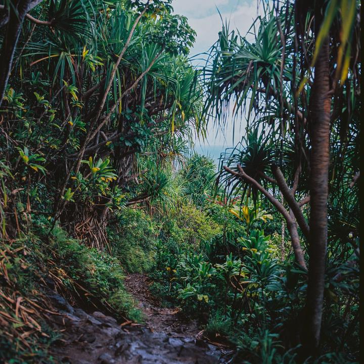 A narrow, muddy path winds through dense tropical foliage with a glimpse of the ocean in the distance.