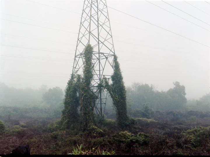 A power line tower covered in vines stands in a field on a foggy day.