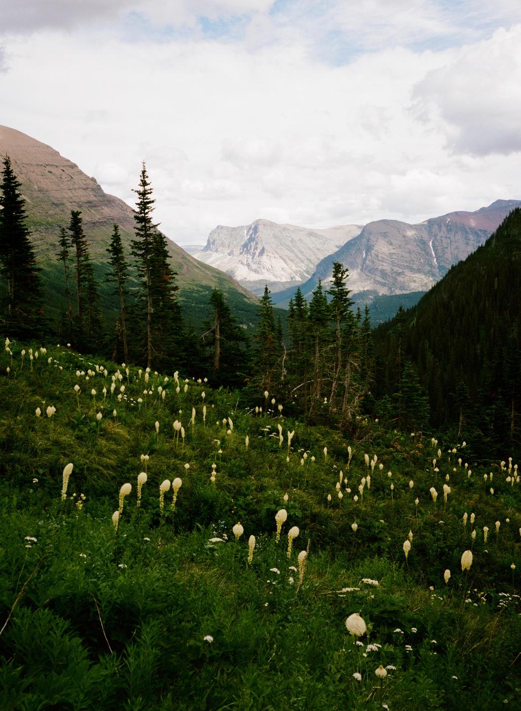 A field of bear grass and pine trees covers a mountain slope with a valley and mountains in the background.