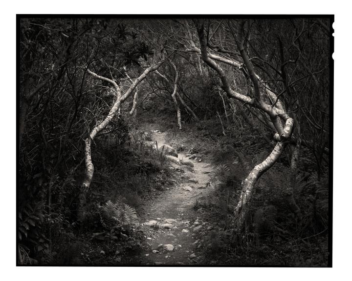 A narrow path winds through a dense forest with gnarled, light-colored tree trunks framing the scene.