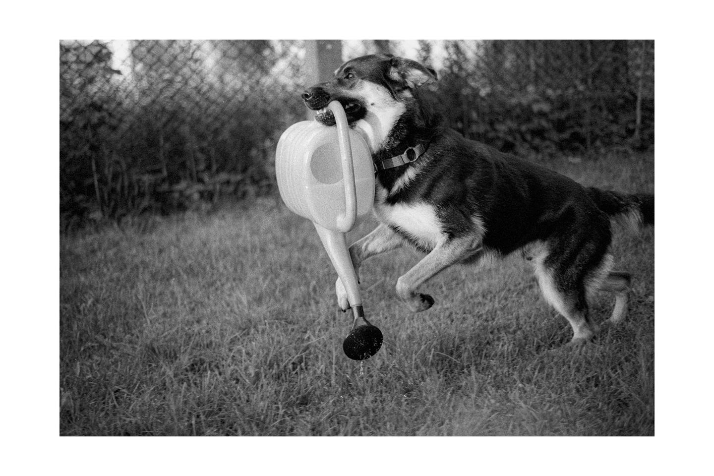 A dog runs across a grassy area with a watering can in its mouth.