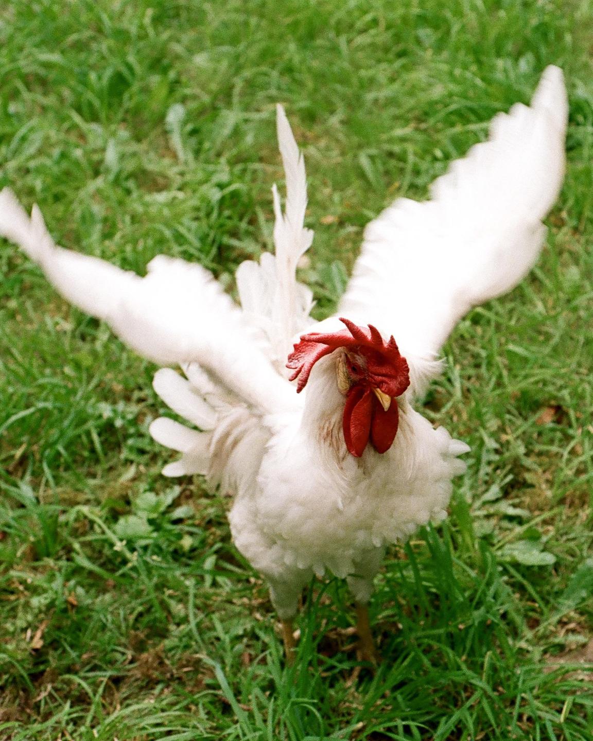 A white rooster with a red comb and wattle stands in green grass with its wings spread.
