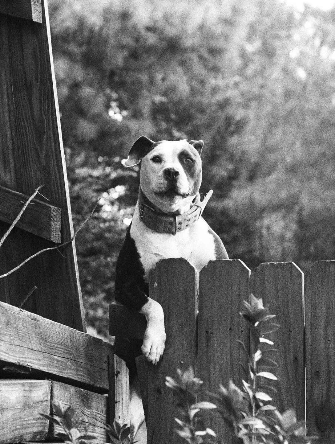 A dog with a collar stands behind a wooden fence.