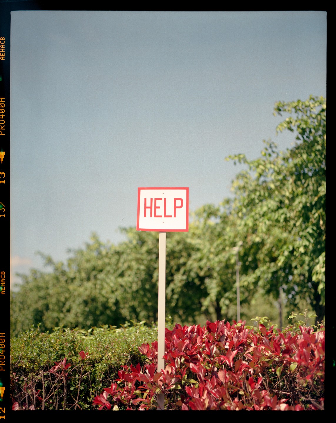 A white sign with the word "HELP" in red letters stands amidst green and red bushes under a clear sky.