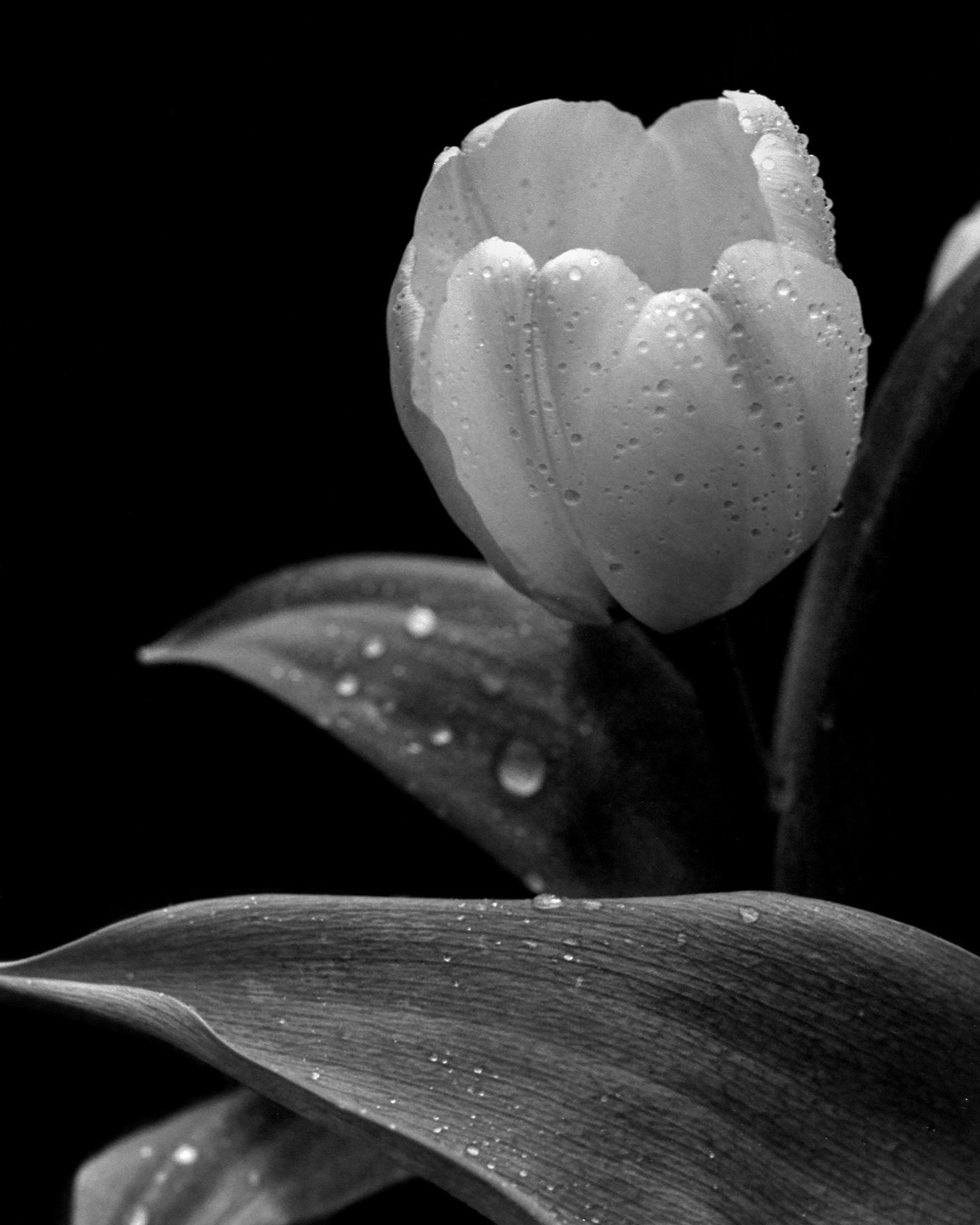 A tulip with water droplets on its petals and leaves is shown against a dark background.