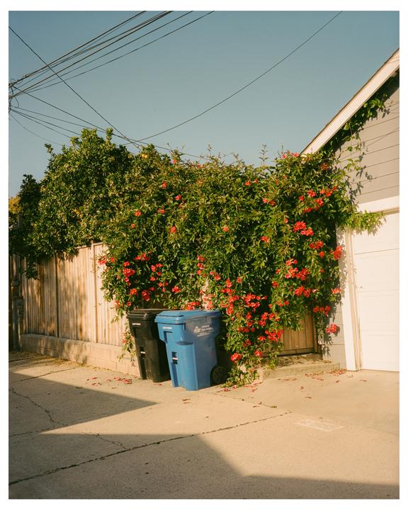 Two trash cans sit next to a wooden fence and a building covered in red flowering vines under a clear sky.