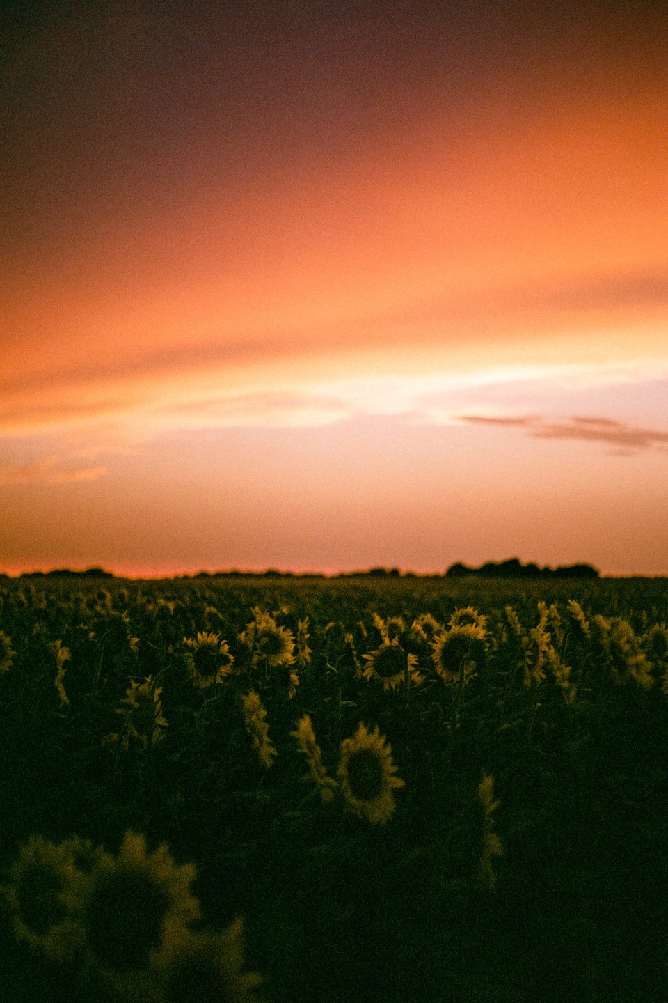 A field of sunflowers is silhouetted against a vibrant orange and pink sunset sky.