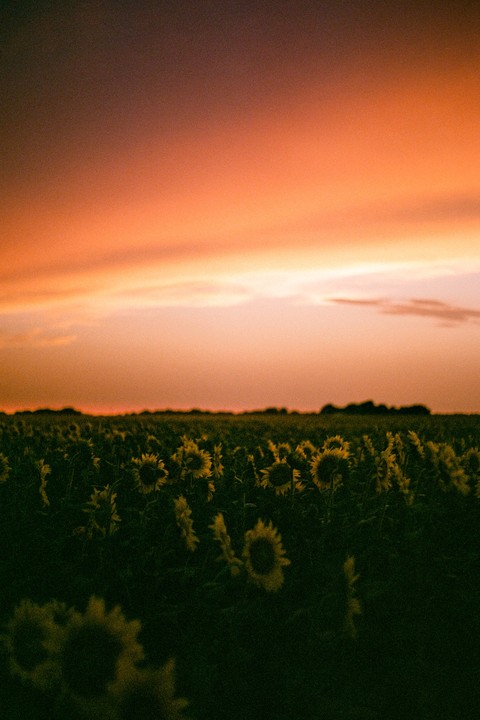 A field of sunflowers is silhouetted against a vibrant orange and pink sunset sky.