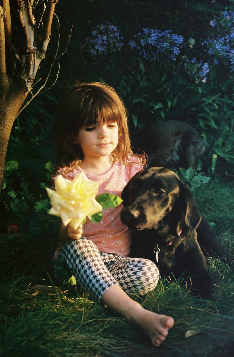 A young girl sits on the grass holding a yellow rose next to a black dog.