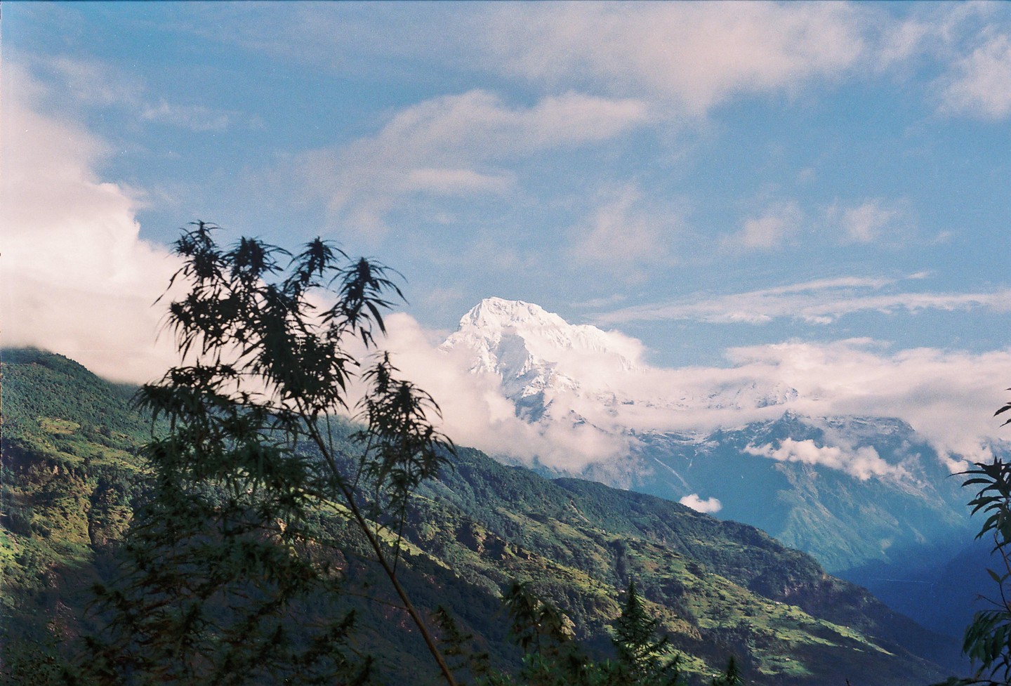 A snow-capped mountain peak rises above green hills with a plant in the foreground under a blue sky with clouds.