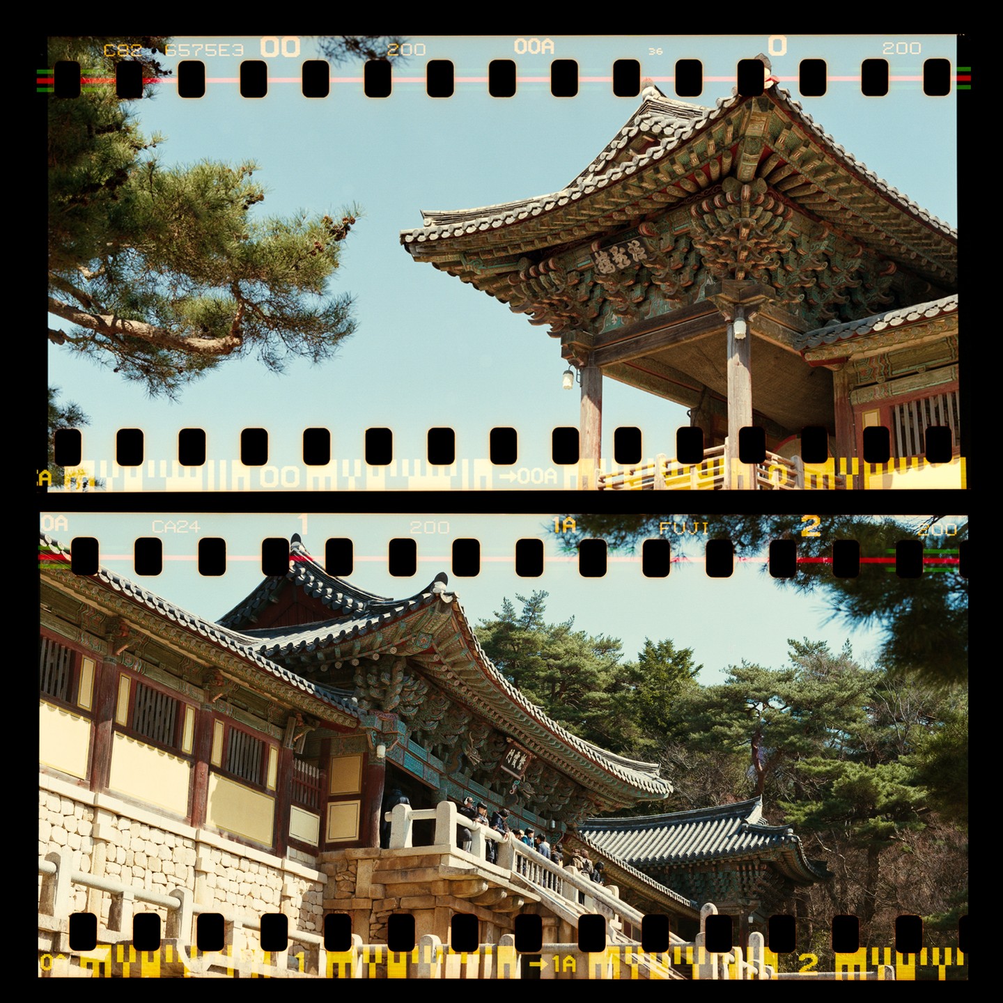 Two film strips show a traditional Korean temple with ornate roofs and surrounding pine trees under a clear sky.