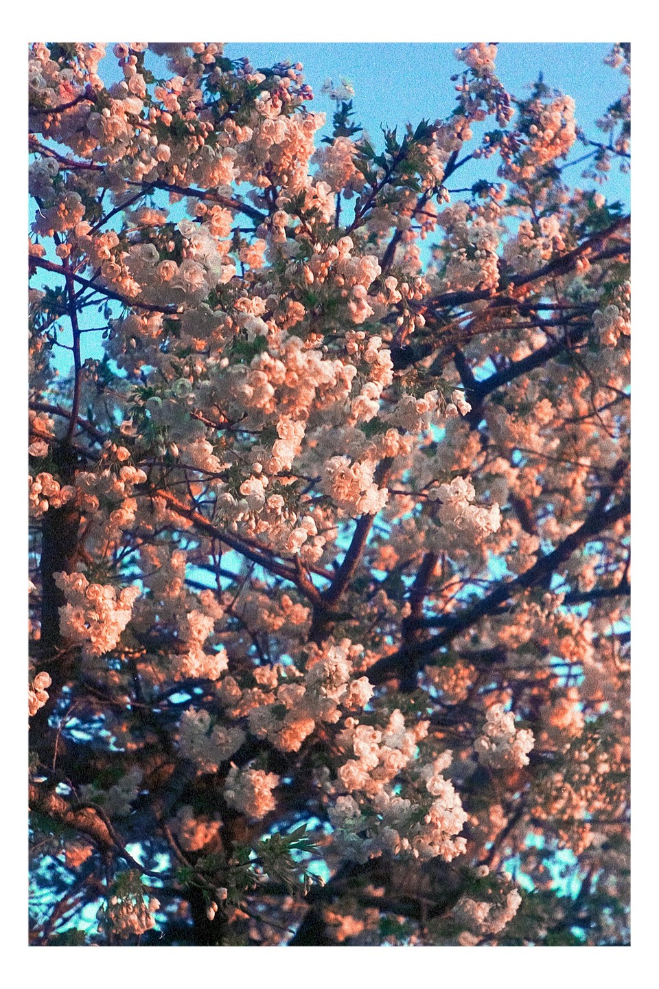 A tree with many white blossoms is photographed against a clear blue sky.