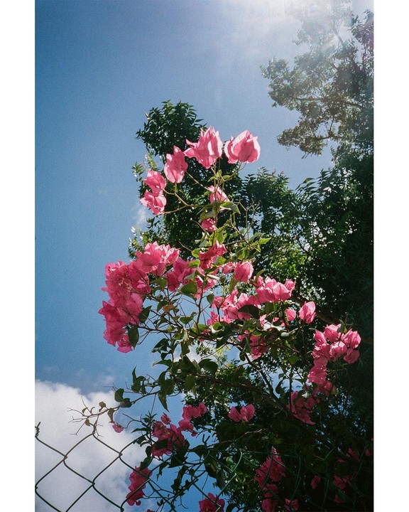 Pink bougainvillea flowers grow on a fence under a bright blue sky.