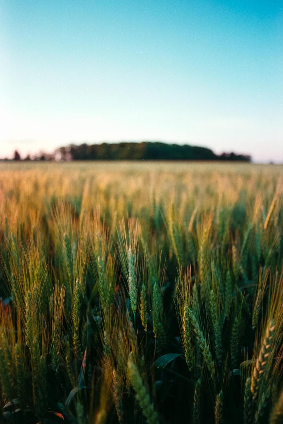 A field of wheat stretches towards a distant line of trees under a clear sky.
