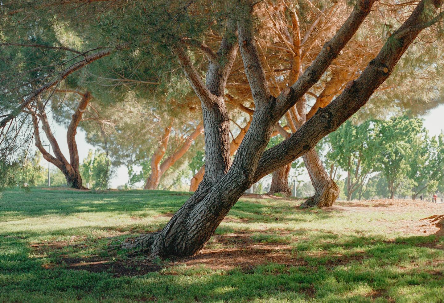 Sunlight filters through the branches of several trees onto a grassy hill.