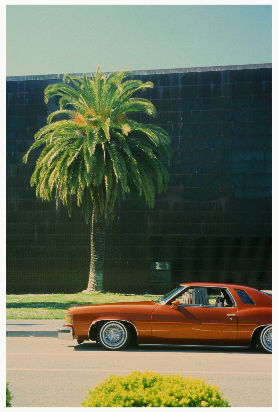 A lowrider car is parked on the street next to a palm tree and a dark building.